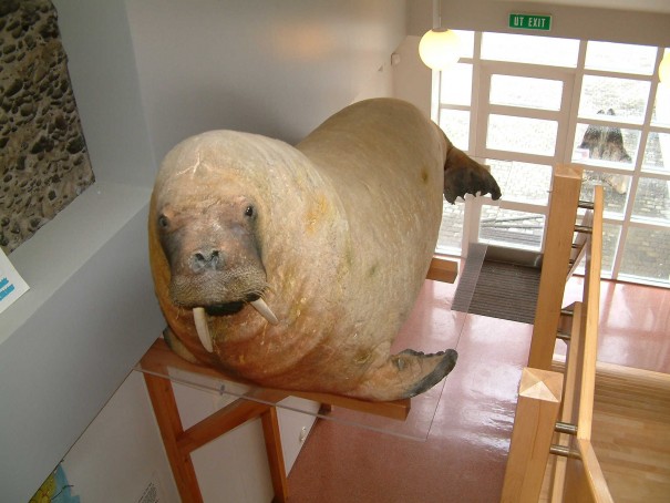Rostungur