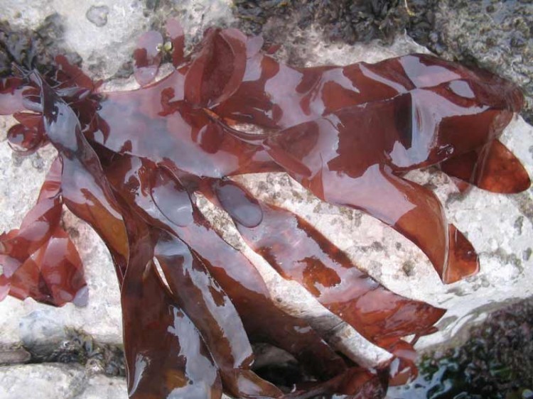 Söl