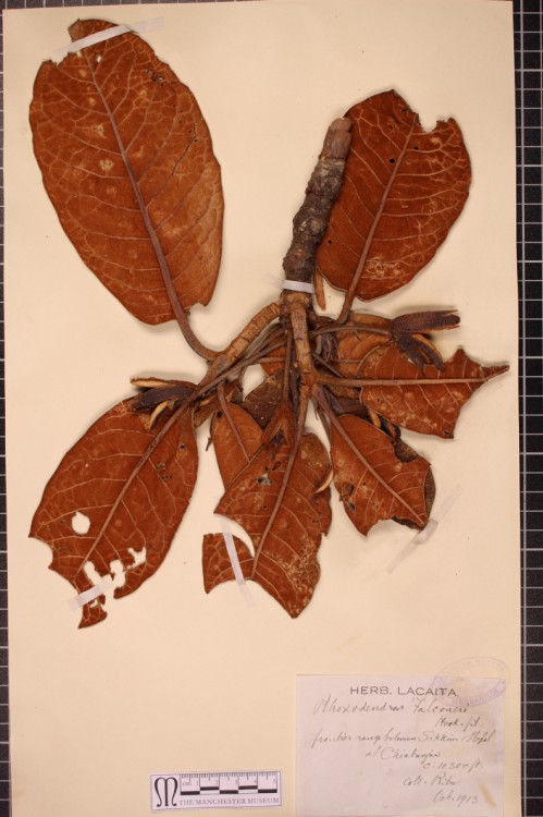 rhododendron-falconeri
